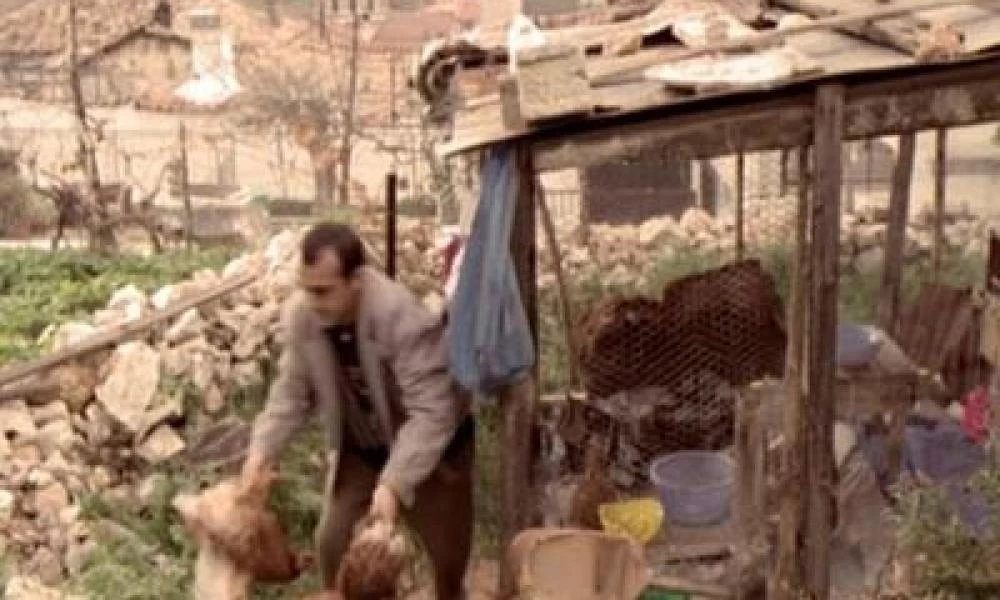 Είχαν ρημάξει τα κοτέτσια τρείς κλεφτοκοτάδες στην Κρήτη!